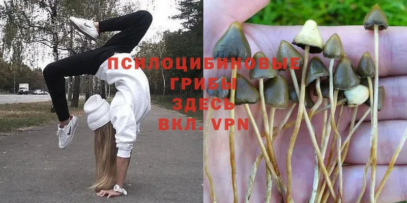 Галлюциногенные грибы MAGIC MUSHROOMS  купить   blacksprut зеркало  Отрадная 